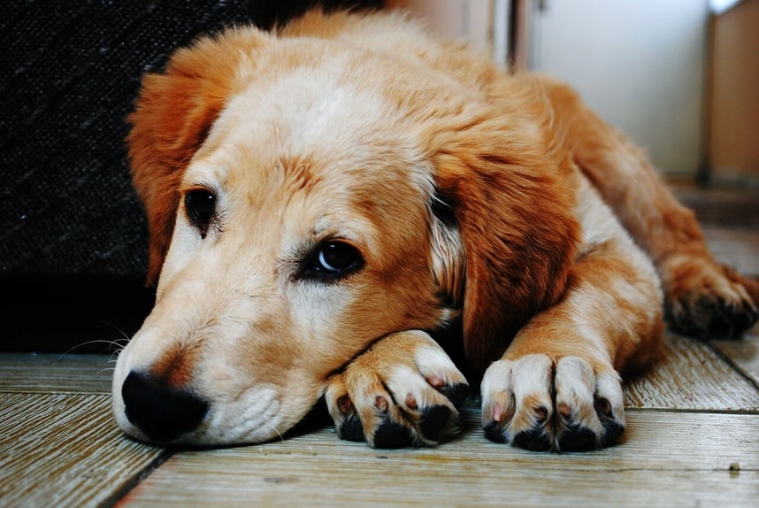 dog-1846066_1280